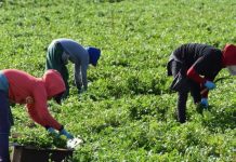 En Colorado, Nebraska y Ohio favorecen la llegada de trabajadores inmigrantes