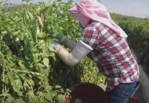 Exigen más protección para los trabajadores agrícolas latinos de Oregón