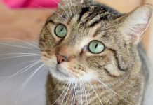 gatos