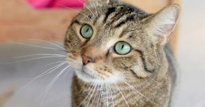 gatos