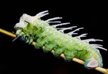 Decomisan en Miami paquete con plaga de Asia que devora forraje de cítricos