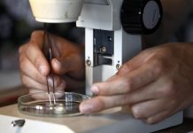 Descubren anticuerpos que bloquean infección de la COVID-19 en las células estudios cientificos