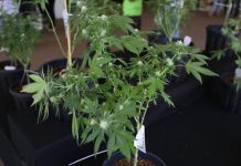 cannabis
