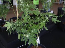 cannabis