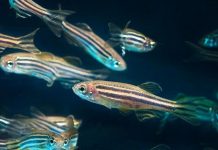 Peces cebra
