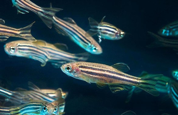 Peces cebra