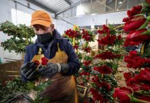 Ecuador alienta a que sus rosas entren en EEUU sin aranceles a fines de año aranceles en rosas