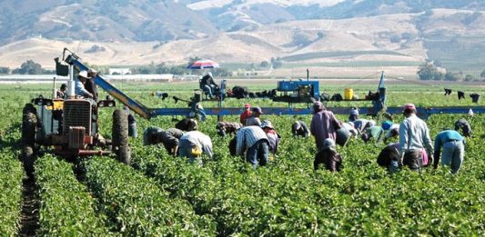 trabajadores agrícolas