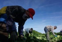 Mujeres inmigrantes ayudan a trabajadores agrícolas a protegerse del COVID-19 Mujeres inmigrantes ayudan a trabajadores agrícolas a protegerse del COVID-19