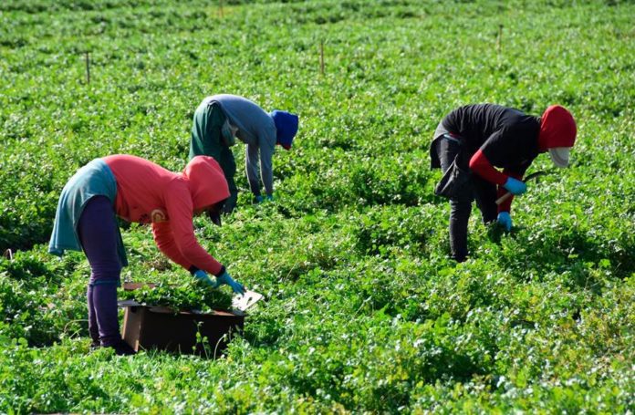México reanuda envío de jornaleros a Canadá envio de jornaleros