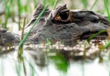 Un caimán de 2,7 metros ataca a un joven de 14 años en un lago de Florida Caimán en Florida