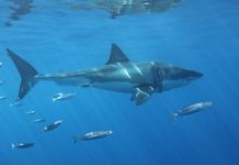 Un niño de Florida recibe diecinueve puntos por ataque de tiburón ataque de tiburón