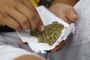 cannabis