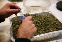 Latinos dudan del peligro de manejar vehículos bajo el efecto de la marihuana marihuana