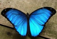 mariposa Miami Blue