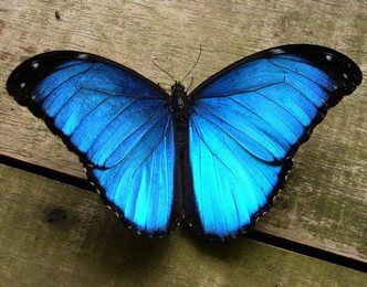 Una bebida isótonica es clave para salvar a la mariposa Miami Blue mariposa Miami Blue