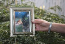 Fallece el primer perro diagnosticado con COVID-19 en Nueva York Buddy.