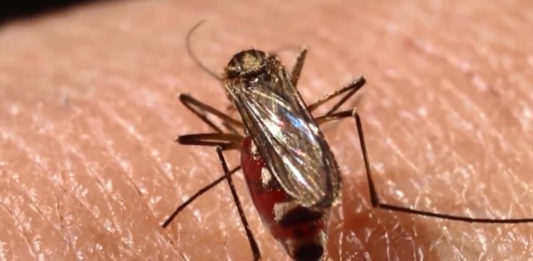 dengue
