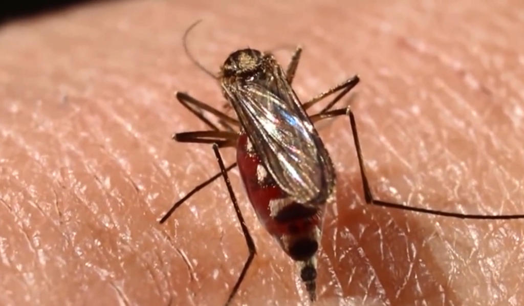Casos de dengue local en los Cayos de Florida dengue