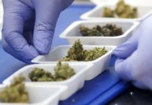 Empresarios piden al Gobierno mexicano aprovechar el cannabis con el T-MEC Empresarios piden al Gobierno mexicano aprovechar el cannabis con el T-MEC.