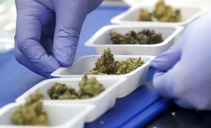 Empresarios piden al Gobierno mexicano aprovechar el cannabis con el T-MEC.