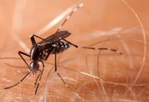 Los mosquitos vuelan libres mientras los departamentos de salud se enfocan en el coronavirus.