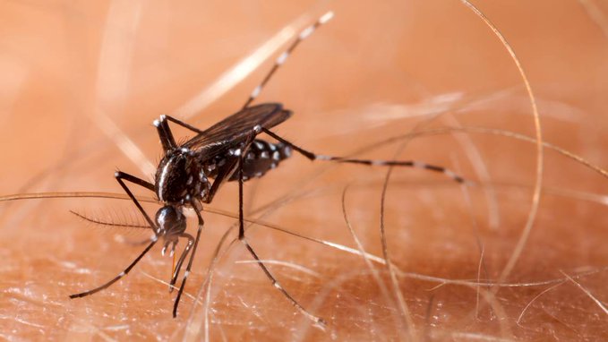 Los mosquitos vuelan libres mientras los departamentos de salud se enfocan en el coronavirus.