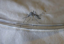 Tres nuevos casos de dengue en los Cayos de Florida elevan el total a 15 dengue
