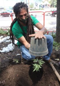 marihuana