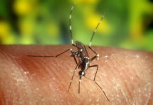 El Virus del Nilo Occidental se ha detectado en un número récord de mosquitos mosquitos con el virus del nilo occidental