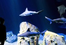 Comienza la octava "Sharkfest", un nuevo esfuerzo para proteger a tiburones tiburones