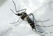 dengue