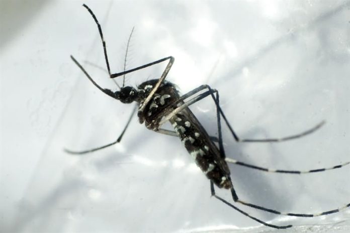 dengue