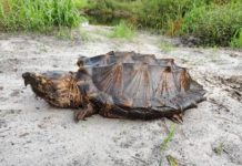 Hallan un macho y dos hembras de una rara especie de tortuga en Florida Florida.