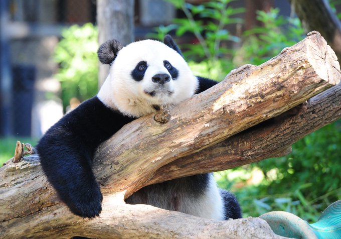 Mei Xiang.