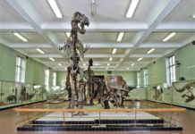 Museo de Historia Natural de Nueva York.