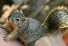 Detectan el primer caso de peste bubónica en California en cinco años California.