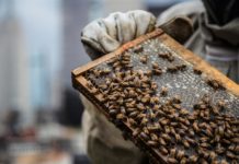 Las vecinas más golosas de Nueva York