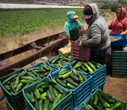 México, EEUU y Canadá apuestan por el comercio agrícola durante la pandemia comercio agrícola