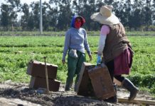 trabajadores