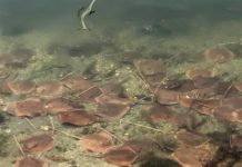 Cientos de mantas rayas se acercan al litoral de Miami "en busca de oxígeno" mantas rayas