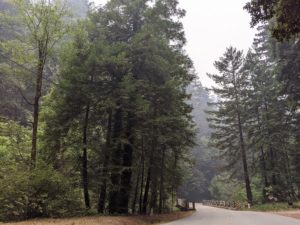 secuoyas en la ruta entre Pescadero y Santa Cruz