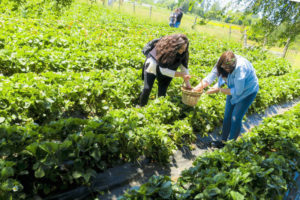 agricultores