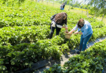 agricultores