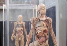 La exhibición Bodies.