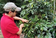 historiador y productor de café Montgomery Melghem