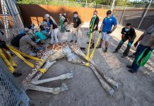 Zoológico de Miami inmoviliza jirafa en "reto extremo" para curarle una fractura jirafa