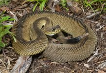 Encuentran en Florida rara serpiente diamantina sin dibujo de diamante serpiente de cascabel