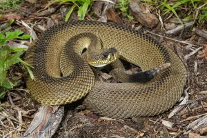 serpiente de cascabel