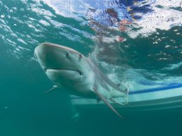tiburones